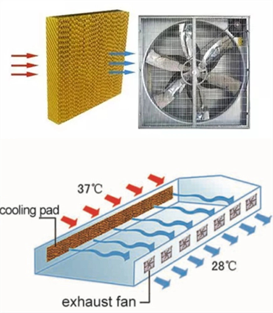 Hot Sale Single Span Tunnel Film Greenhouse with Side Ventilation